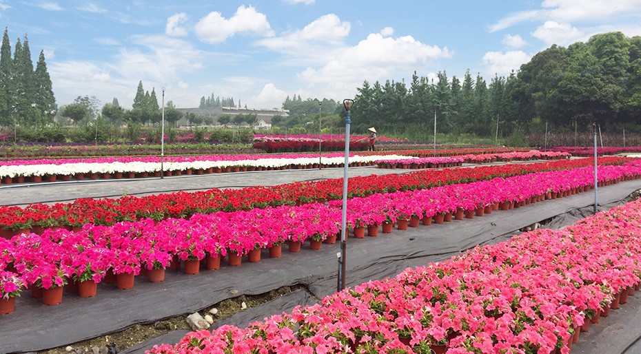 k1体育园林绿化维护